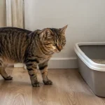 猫咪不用猫厕所的原因排查与调整方法