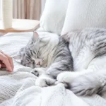 猫突然睡得更多了什么时候该担心？