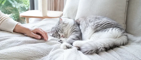 猫突然睡得更多了什么时候该担心？