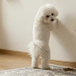 用错惩罚方式会让狗更难训练