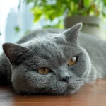 猫咪呕吐后发蔫要不要送医