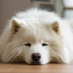 宠物误食洋葱多久出现症状