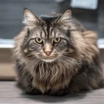 猫咪泌尿道堵塞的早期信号