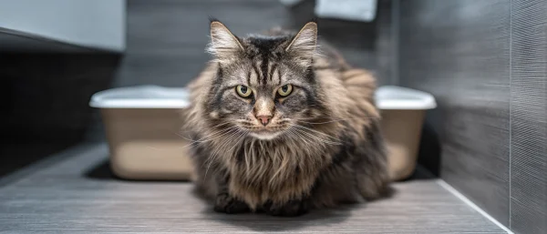 猫咪泌尿道堵塞的早期信号