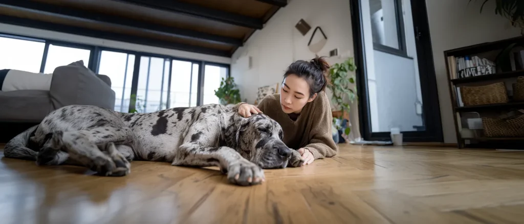 狗狗胃扩张和胃扭转的早期症状，这是真正的急症