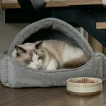 猫咪不吃东西超过24小时的意义