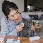 猫咪打架伤口处理要防感染