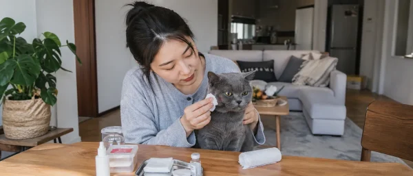 猫咪打架伤口处理要防感染