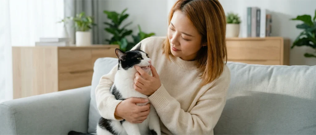 猫咪牙齿护理从几岁开始