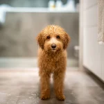 狗洗完澡一直抖是冷还是应激