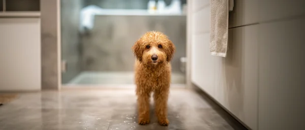 狗洗完澡一直抖是冷还是应激