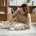猫咪梳毛频率和方式长短毛差别大
