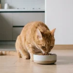 猫咪一天喂几餐按年龄来定