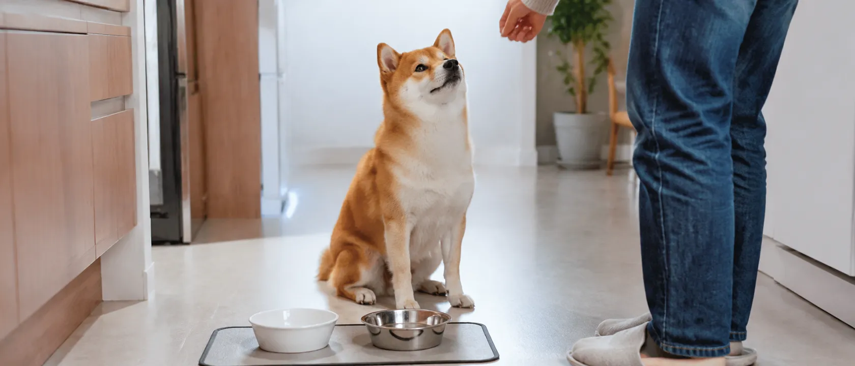 狗狗总像吃不饱？也许不是饭量的问题
