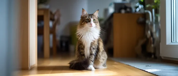 猫咪盯空气的科学解释