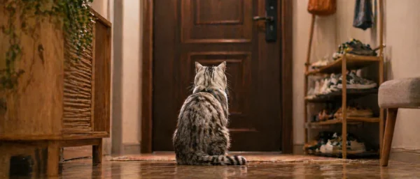 猫咪守门等主人的真实原因