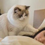 猫咪睡觉踩脸的原因与改变方法