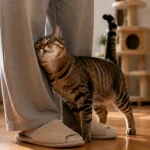 猫咪磨蹭你的腿是在做什么
