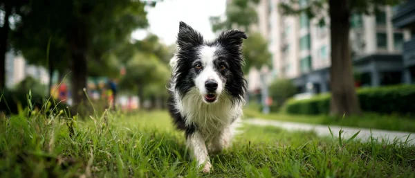 狗召回训练不管用怎么找原因