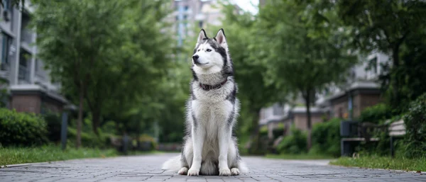 狗不看主人眼睛是信任问题吗