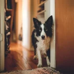 狗狗分离焦虑的准确判断方法