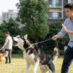 狗见狗过度兴奋的脱敏训练方法