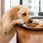 狗狗偷吃桌上食物的原因与解决方案