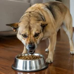 狗狗抢食进食过快的原因与改善方案