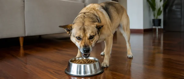 狗狗抢食进食过快的原因与改善方案