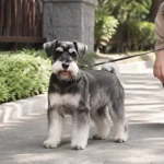 狗便便有黏液怎么回事？