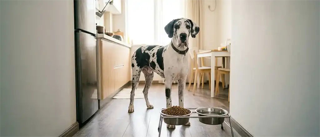 老年犬什么时候换老年粮，不是按年龄算是按这个指标判断